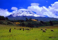 /album/fotos-mi-lindo-pais/ecuador-chimborazo-and-sheep-jpg/